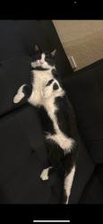 Lost Male Cat last seen Victory Parkway, Midland, TX 79706