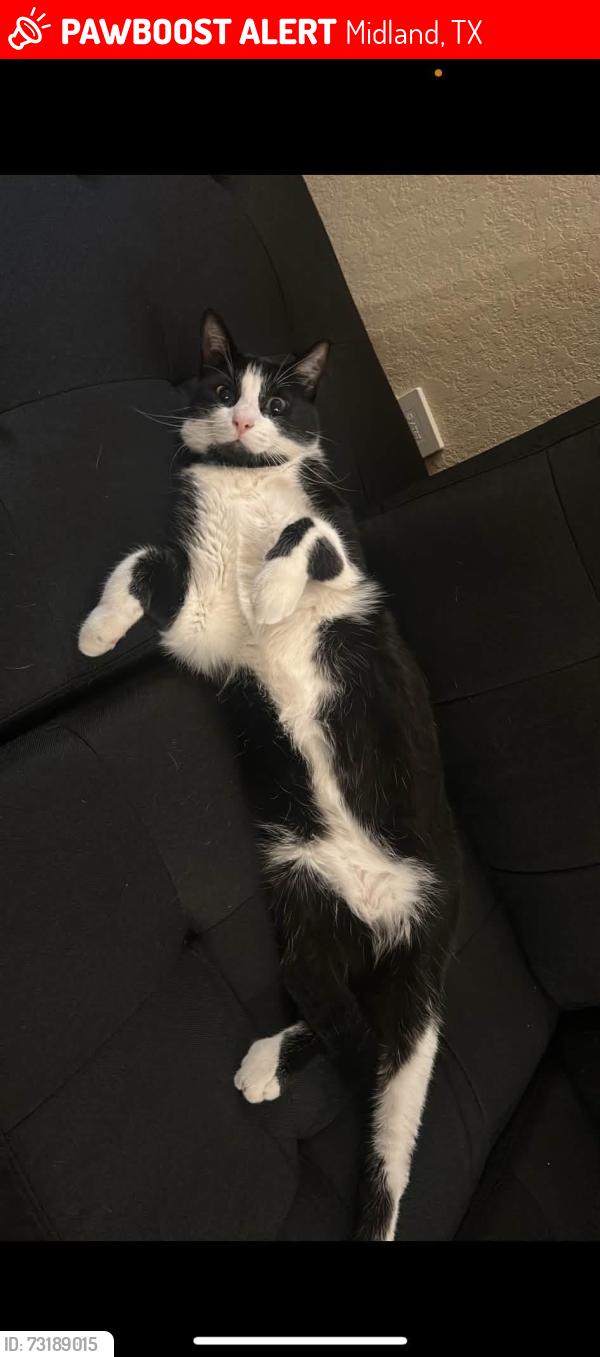 Lost Male Cat last seen Victory Parkway, Midland, TX 79706