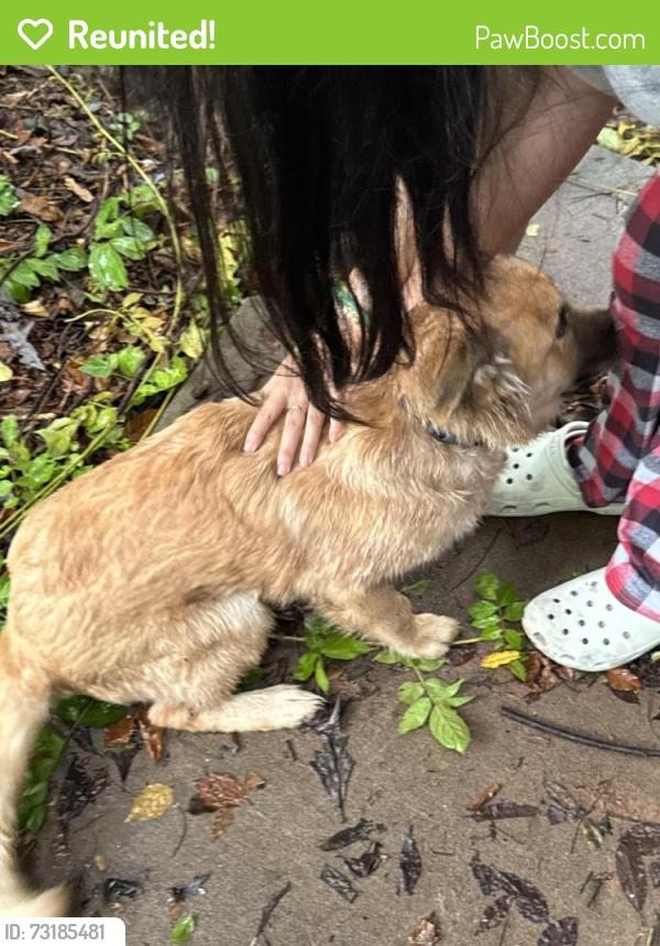 Reunited Female Dog last seen Lynwood place, Forest Park, GA 30297