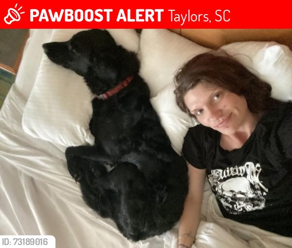 Lost Male Dog last seen Stallings rd and reid School Road, Taylors, SC 29687