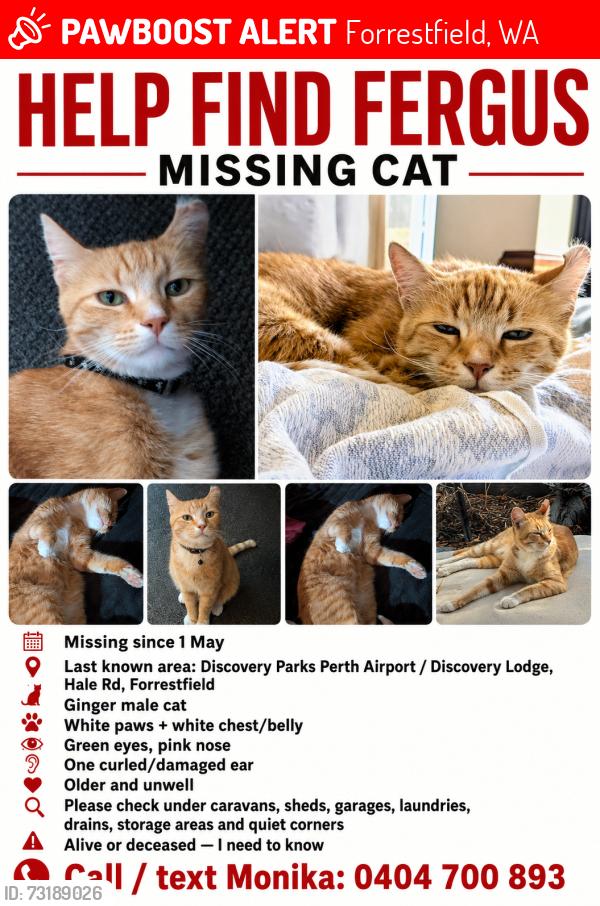 Lost Male Cat last seen Discovery Park Perth airport, Forrestfield, WA 6058