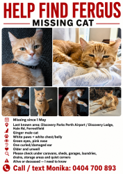 Lost Male Cat last seen Discovery Park Perth airport, Forrestfield, WA 6058