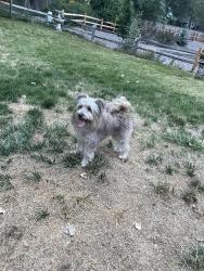 Reunited Unknown Dog last seen Dry Creek and Holly, Centennial, CO 80122