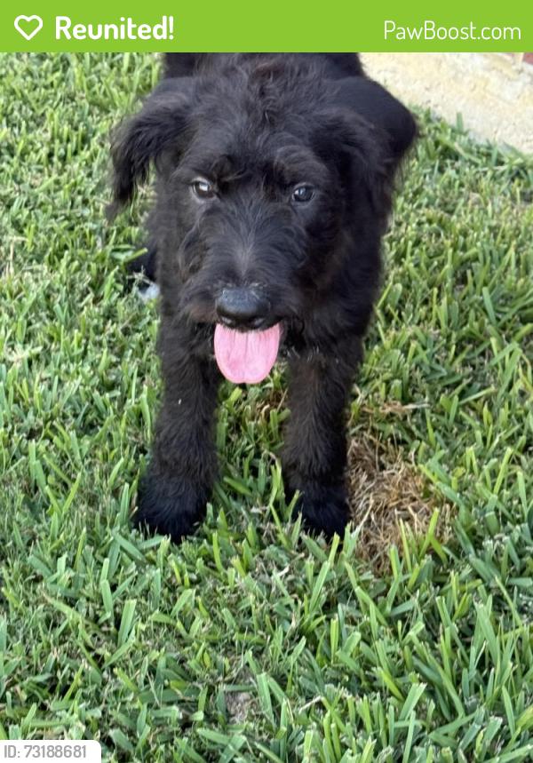 Reunited Male Dog last seen Matlock and lonesome dove, Arlington, TX 76001