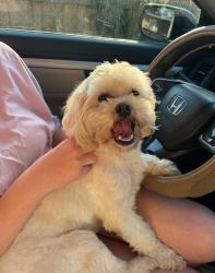 Found/Stray Unknown Dog last seen Arlington Area near Merrill Road, Jacksonville, FL 32211