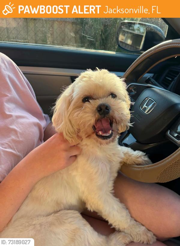 Found/Stray Unknown Dog last seen Arlington Area near Merrill Road, Jacksonville, FL 32211