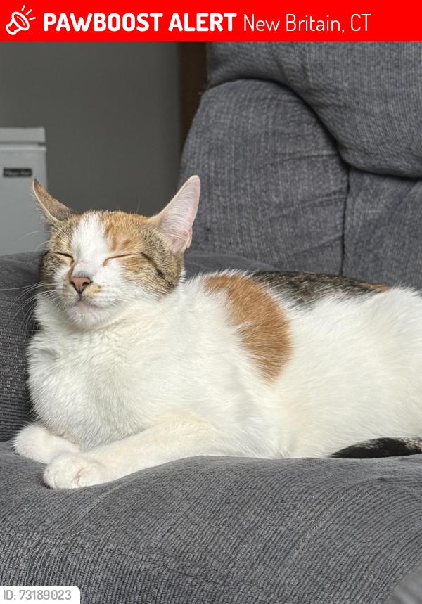 Lost Female Cat last seen Berkley st, New Britain, CT 06051