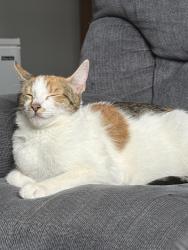 Lost Female Cat last seen Berkley st, New Britain, CT 06051
