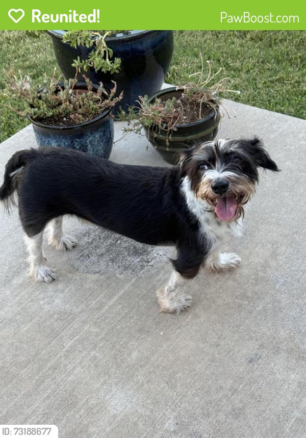 Reunited Male Dog last seen Matlock and lonesome dove, Arlington, TX 76001
