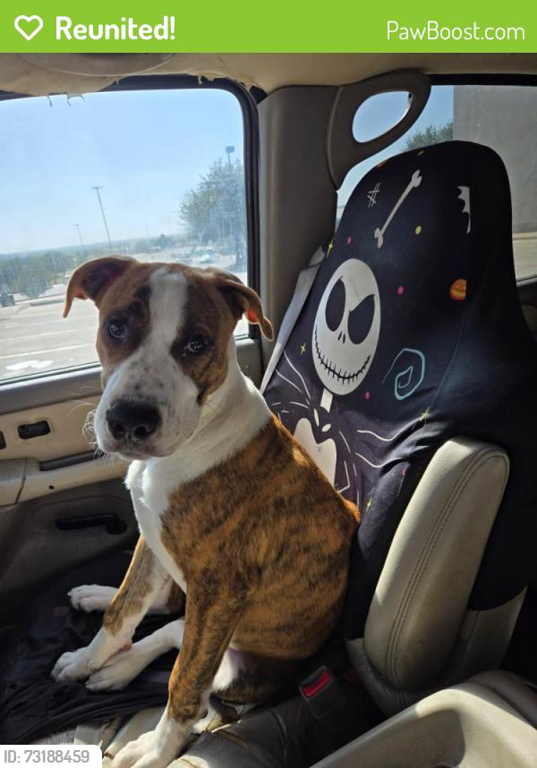 Reunited Male Dog last seen Near Silver Creek Road, Azle, TX 76020