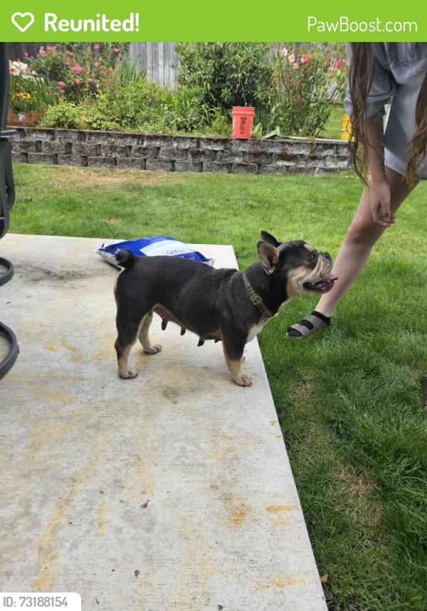 Reunited Female Dog last seen Emerson, University Place, WA 98467