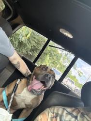 Reunited Male Dog last seen West fulton street in alcoa, Alcoa, TN 37701