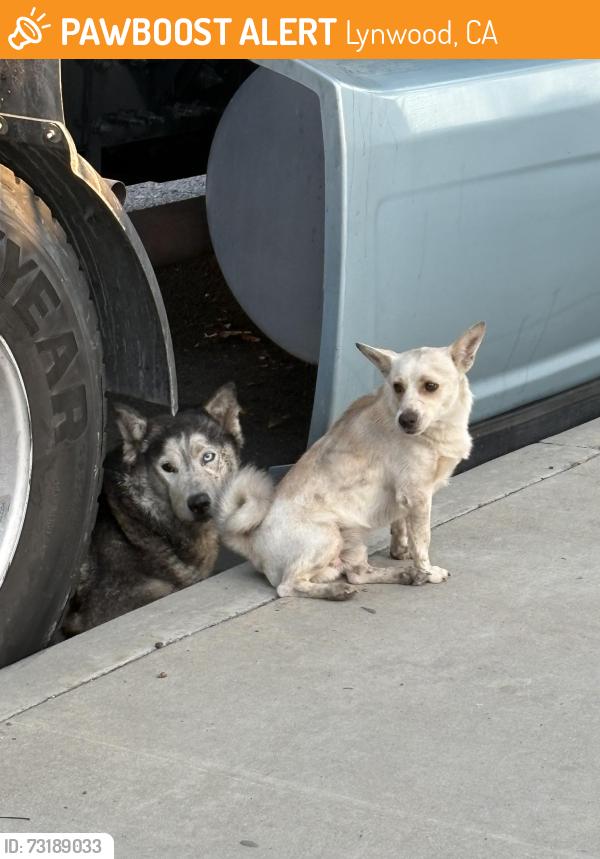 Found/Stray Unknown Dog last seen Firebaugh high school, Lynwood, CA 90262