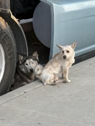 Found/Stray Unknown Dog last seen Firebaugh high school, Lynwood, CA 90262