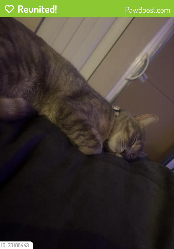 Reunited Female Cat last seen Near W 19th Pl, Lakewood, CO 80214, USA, Lakewood, CO 80214