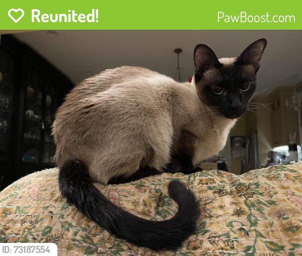 Reunited Female Cat last seen Serrano and Magdalena, Orange, CA 92867
