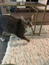 Reunited Female Cat last seen SW 348th street, Federal Way, WA 98023
