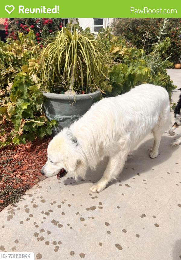 Reunited Male Dog last seen Soboba st and Acacia st, Hemet, CA 92544