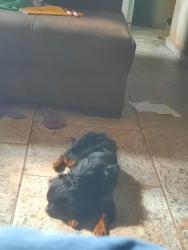 Lost Male Dog last seen Rua serra do curral, Ernesto do Nascimento, MG 30668-430