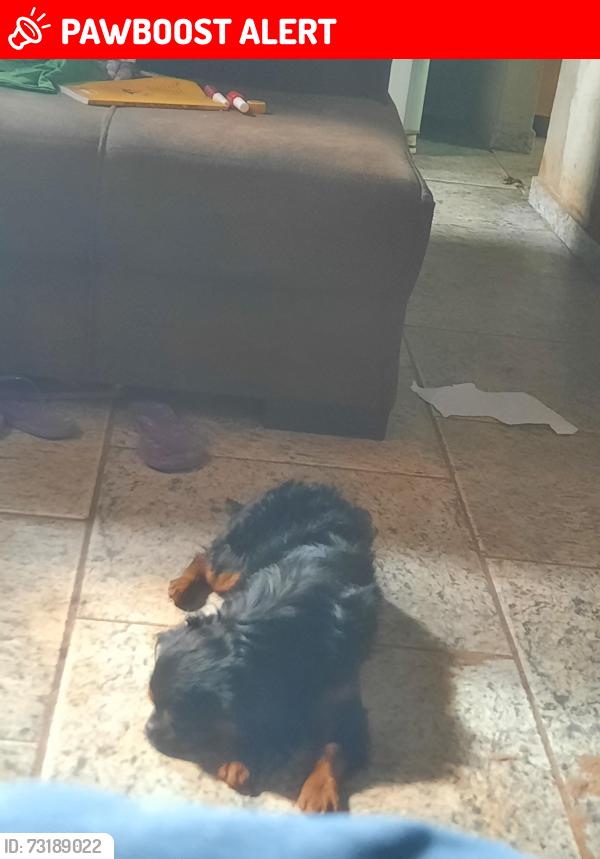 Lost Male Dog last seen Rua serra do curral, Ernesto do Nascimento, MG 30668-430