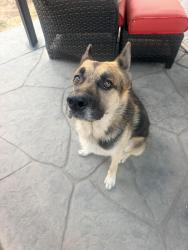 Reunited Male Dog last seen 47th street, San Diego, CA 92102