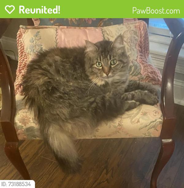 Reunited Female Cat last seen Lakeview drive, Canton, MS 39046