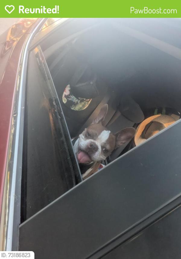 Reunited Male Dog last seen Twelve 100 apmts, Austin, TX 78758
