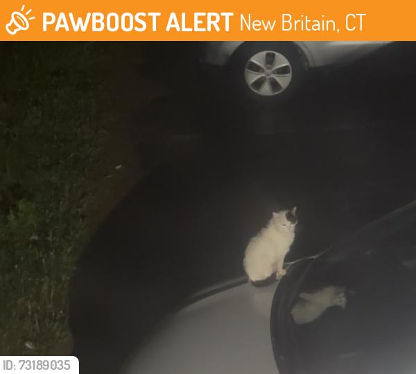 Found/Stray Unknown Cat last seen South st, New Britain, CT 06051