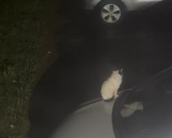 Found/Stray Unknown Cat last seen South st, New Britain, CT 06051
