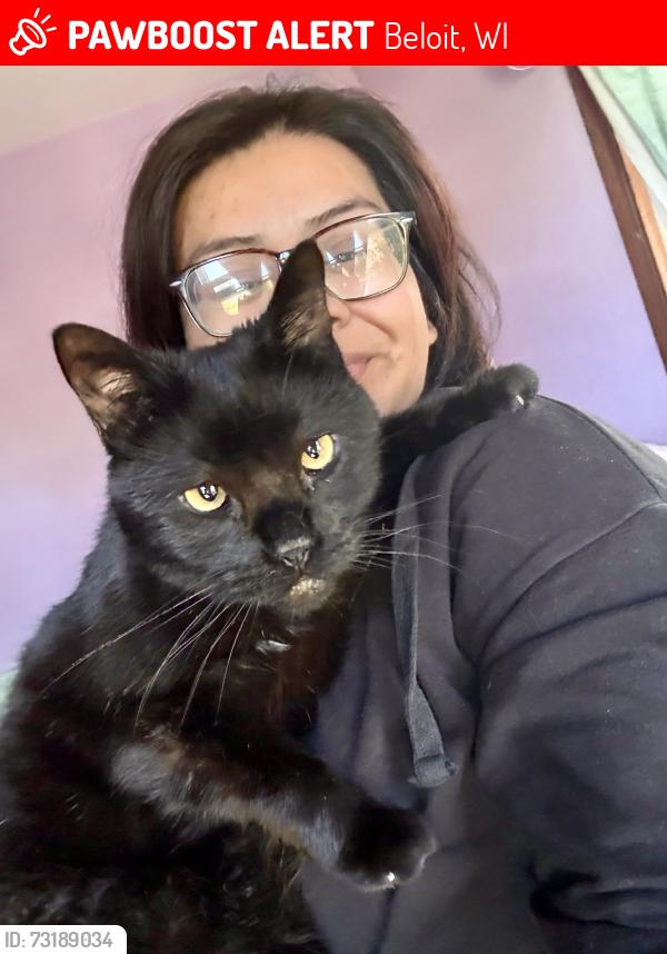 Lost Male Cat last seen Richard Street, Beloit, WI 53511