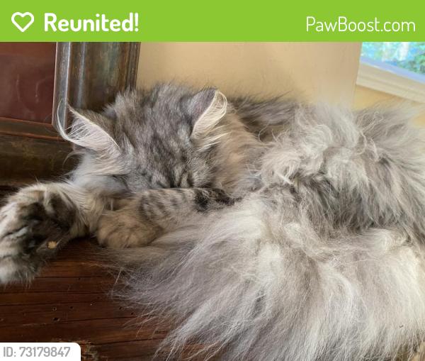 Reunited Female Cat last seen Nw 178th and Marylhurst, Bethany, OR 97229
