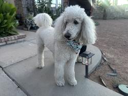 Reunited Male Dog last seen New world dr, El Paso, TX 79936