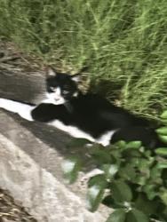 Found/Stray Unknown Cat last seen 6th, Texarkana, TX 75501