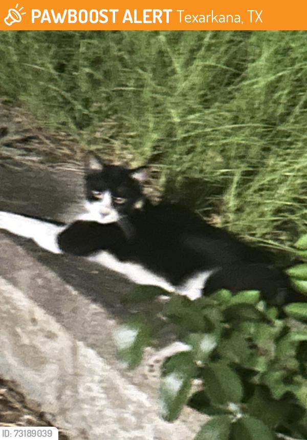 Found/Stray Unknown Cat last seen 6th, Texarkana, TX 75501