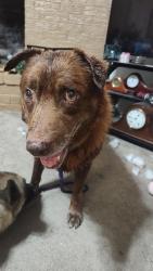 Reunited Male Dog last seen Hickory, Dallas, TX 75217