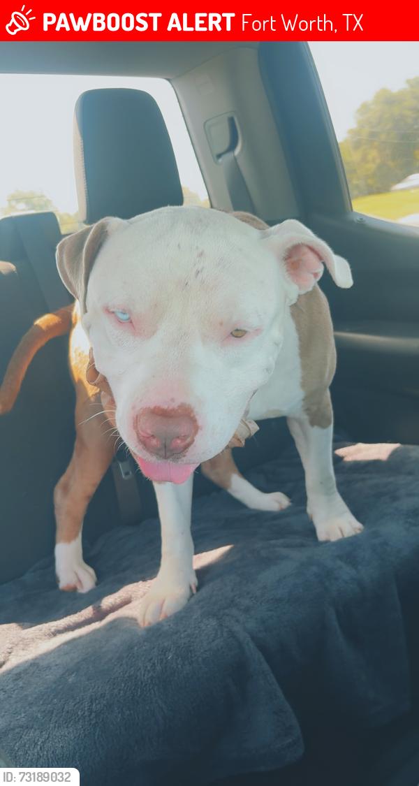 Lost Male Dog last seen Lake Como, Fort Worth, TX 76107