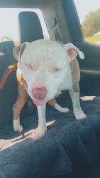 Lost Male Dog last seen Lake Como, Fort Worth, TX 76107