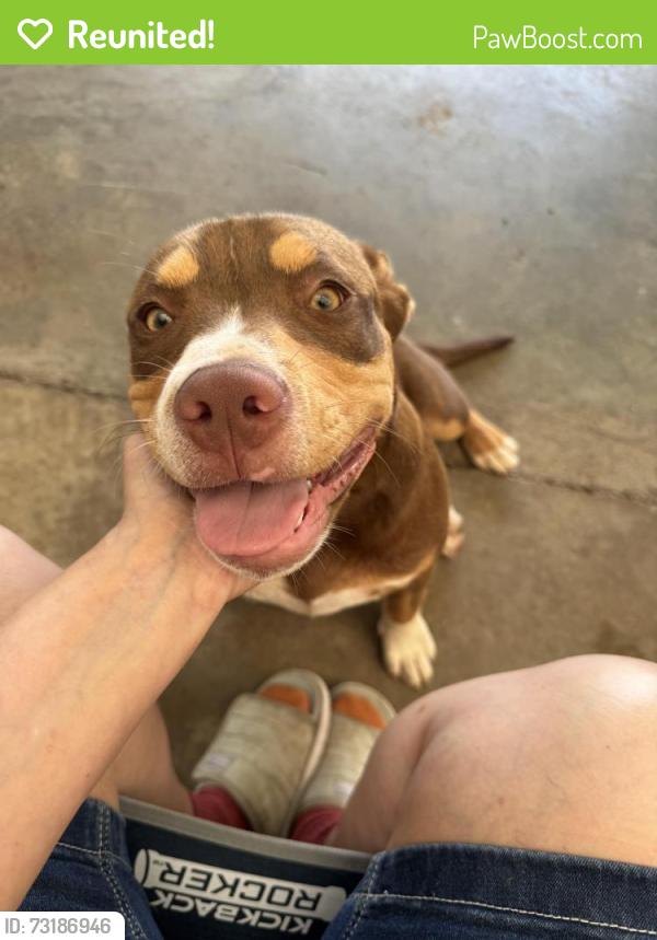 Reunited Male Dog last seen Deer Run, Randleman, NC 27317