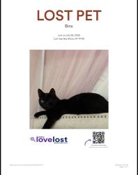 Lost Male Cat last seen Smith avenue and fifth ave BayShore NY 11706, Bay Shore, NY 11706