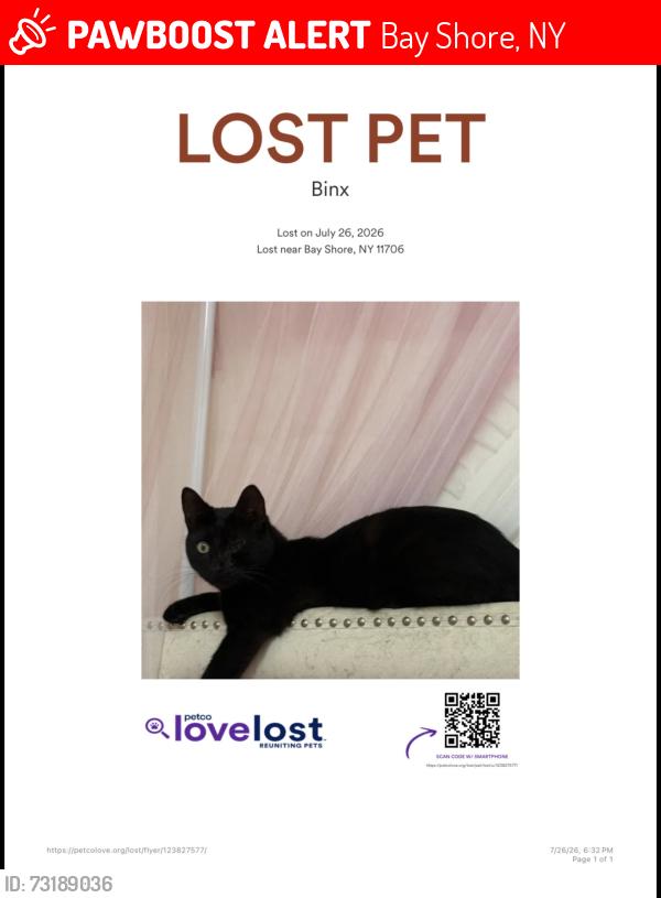 Lost Male Cat last seen Smith avenue and fifth ave BayShore NY 11706, Bay Shore, NY 11706