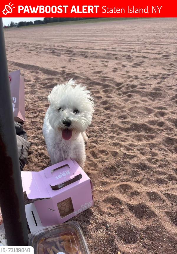 Lost Female Dog last seen midland beach parking lot 8, Staten Island, NY 10305