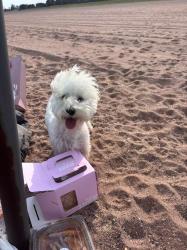 Lost Female Dog last seen midland beach parking lot 8, Staten Island, NY 10305