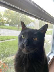 Lost Male Cat last seen Townline Ave, Beloit, WI 53511