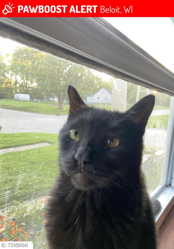 Lost Male Cat last seen Townline Ave, Beloit, WI 53511