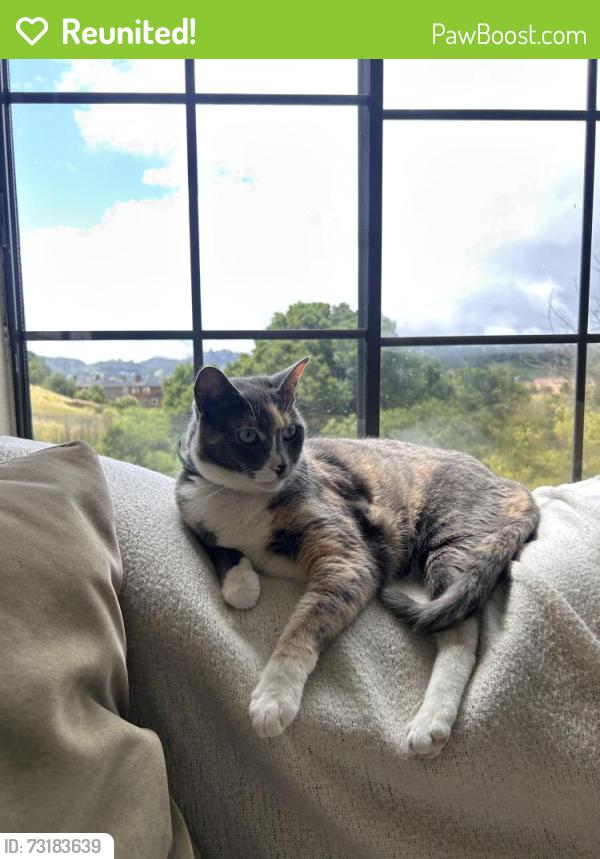 Reunited Female Cat last seen Deer Valley Rd., San Rafael, CA 94903
