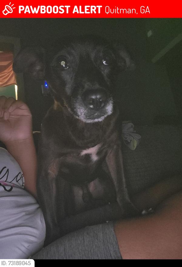 Lost Male Dog last seen E. Greenwood Ave/ N Washington st/ N. Jefferson St, Quitman, GA 31643