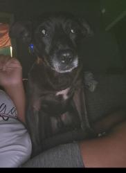 Lost Male Dog last seen E. Greenwood Ave/ N Washington st/ N. Jefferson St, Quitman, GA 31643