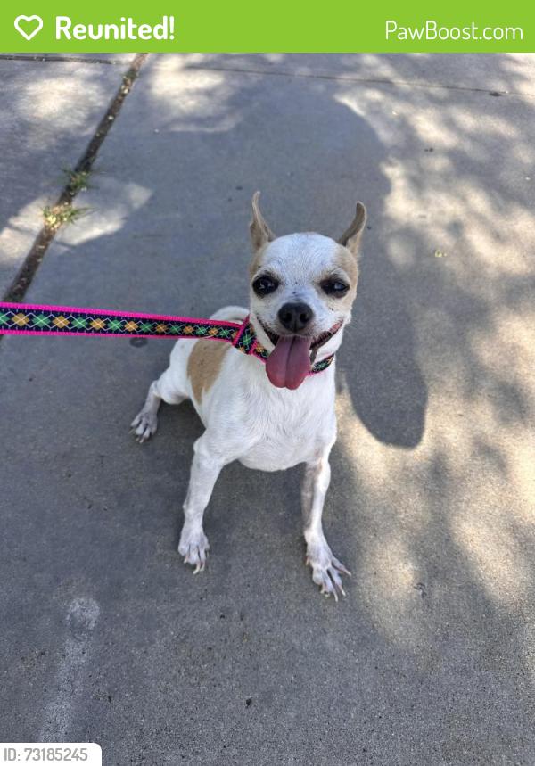 Reunited Male Dog last seen Madden Ave, San Diego, CA 92154, USA, San Diego, CA 92154