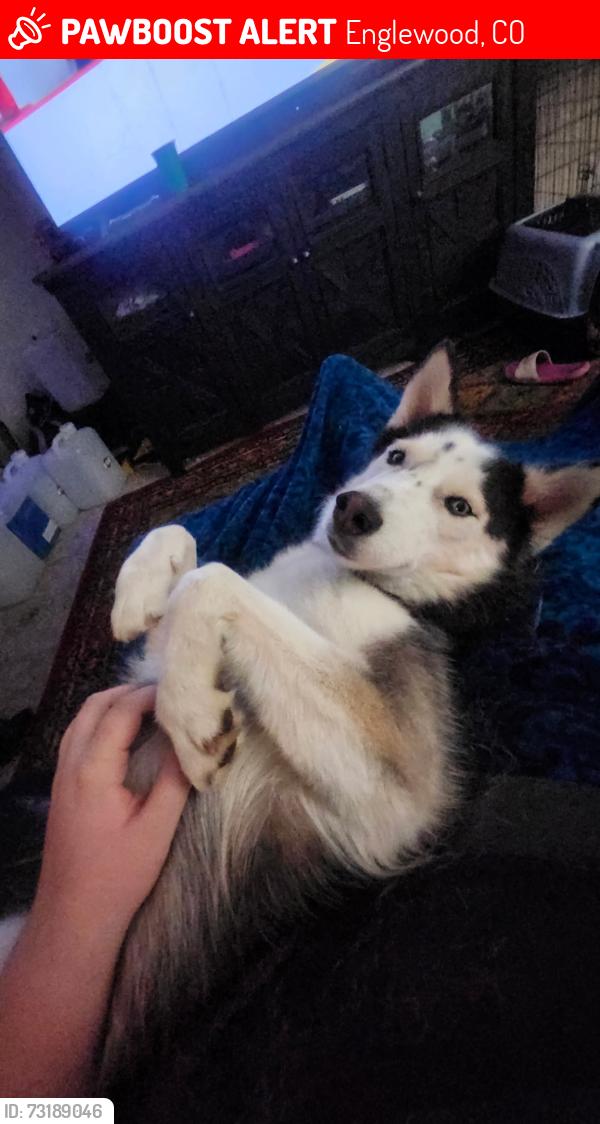 Lost Female Dog last seen Tuffs and Sherman st, Englewood, CO 80110