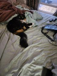 Reunited Female Cat last seen South Alder, Tacoma, WA 98409